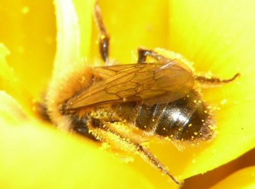 Andrena bicolor